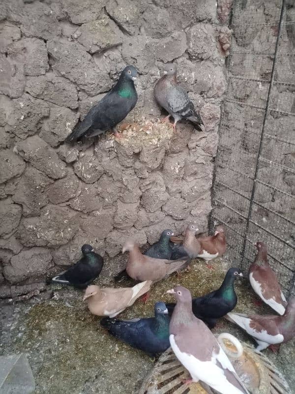 FANCY PIGEONS FOR SALE 03244201078 3