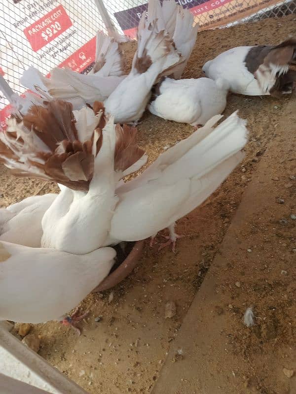 laka pegion/kabutar pair urgent sale white pair/red tail 0