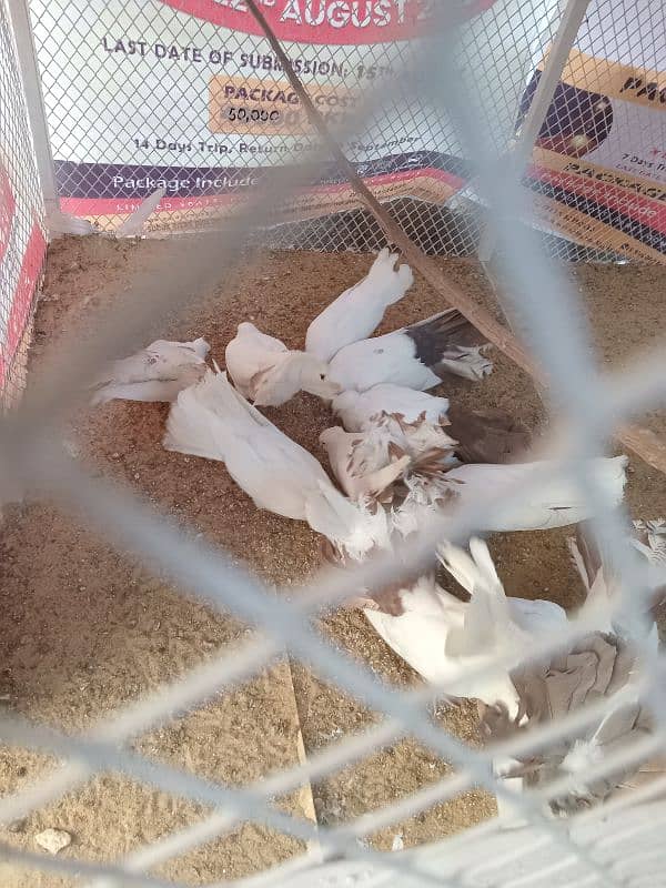 laka pegion/kabutar pair urgent sale white pair/red tail 1