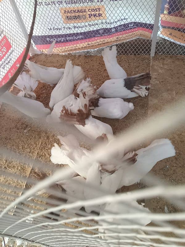 laka pegion/kabutar pair urgent sale white pair/red tail 2