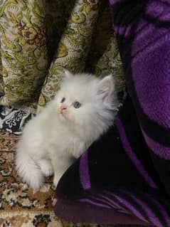 persian