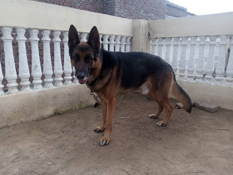 German shepherd male available for sale 0