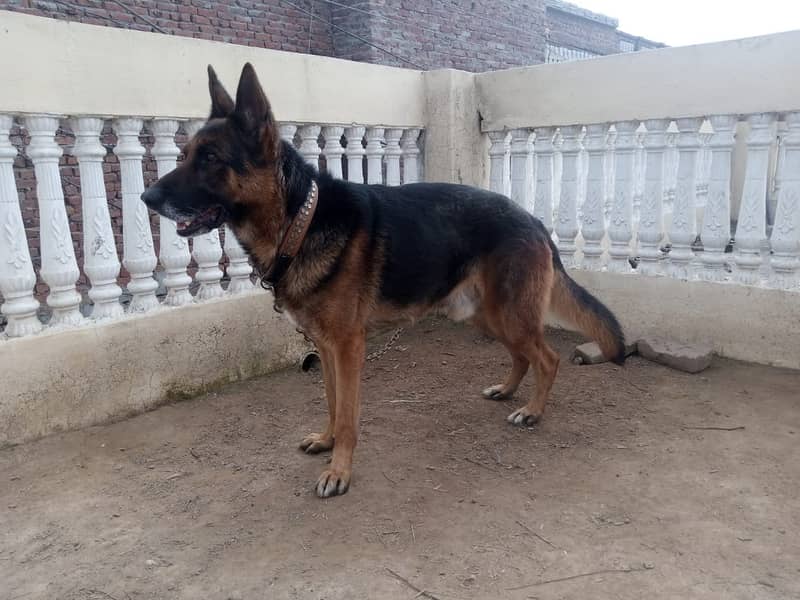 German shepherd male available for sale 1