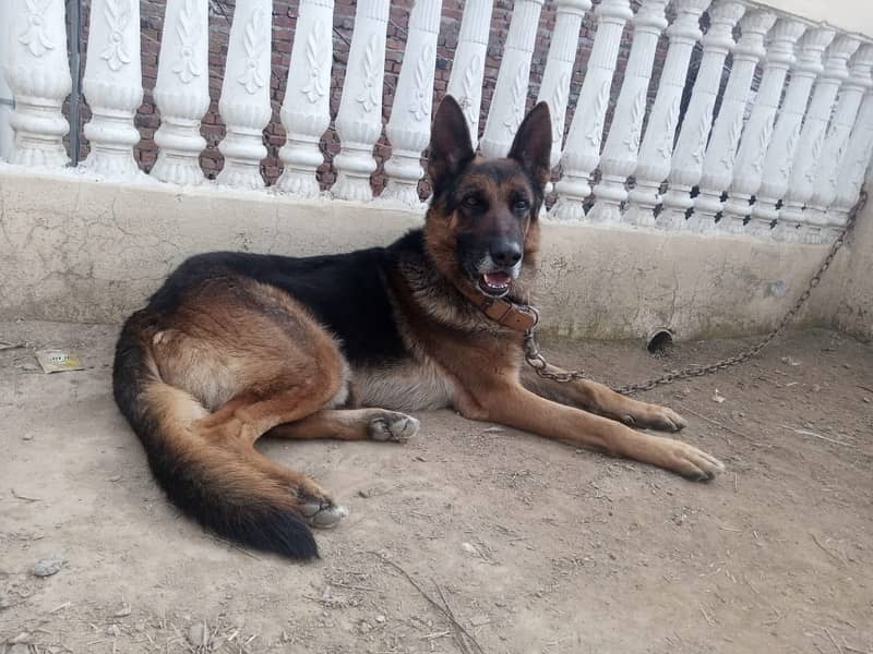 German shepherd male available for sale 2