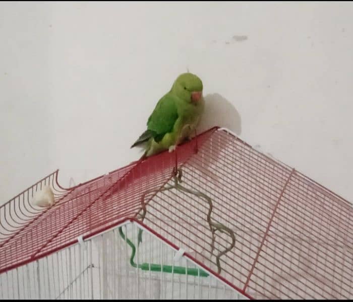 Ringneck parrot for sale 0