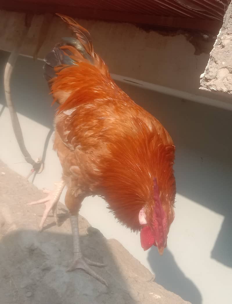 MURGHA/ROSTER ( 8 Months old)  [(نسل)breed: Rhode Island Red] 0