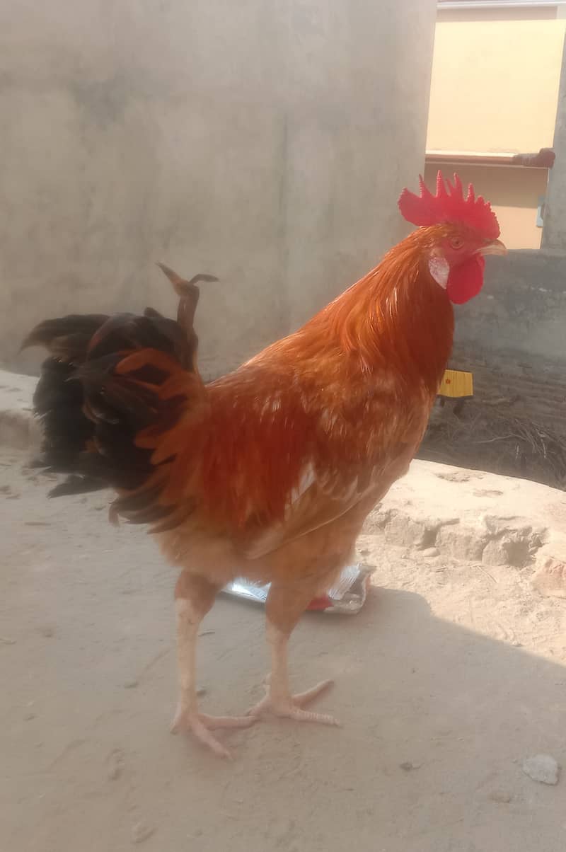 MURGHA/ROSTER ( 8 Months old)  [(نسل)breed: Rhode Island Red] 1