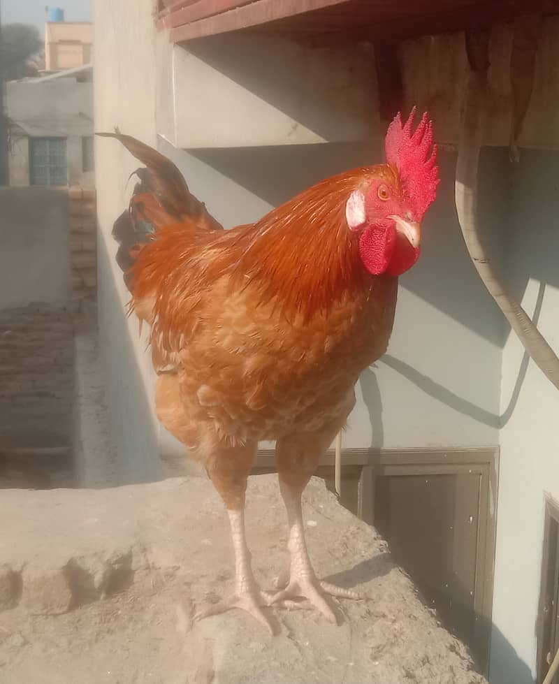 MURGHA/ROSTER ( 8 Months old)  [(نسل)breed: Rhode Island Red] 2