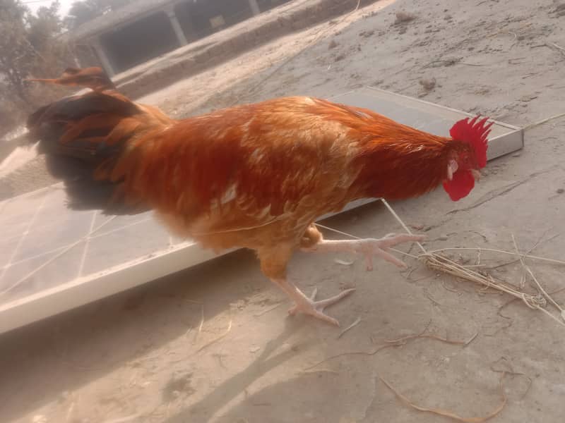 MURGHA/ROSTER ( 8 Months old)  [(نسل)breed: Rhode Island Red] 3