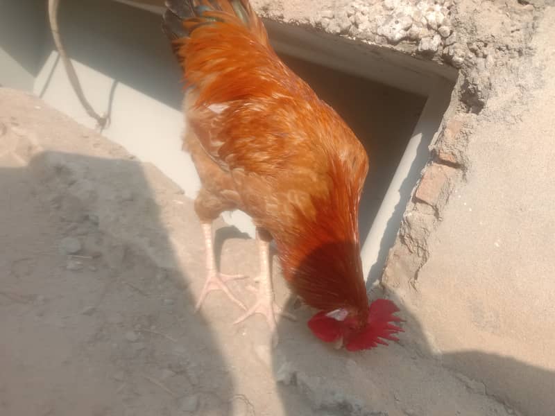 MURGHA/ROSTER ( 8 Months old)  [(نسل)breed: Rhode Island Red] 4