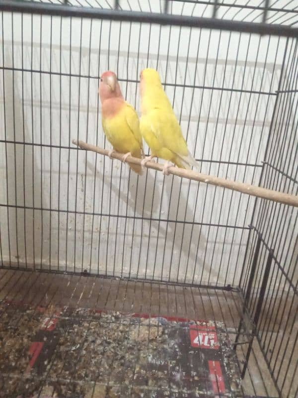 Lovebirds 1