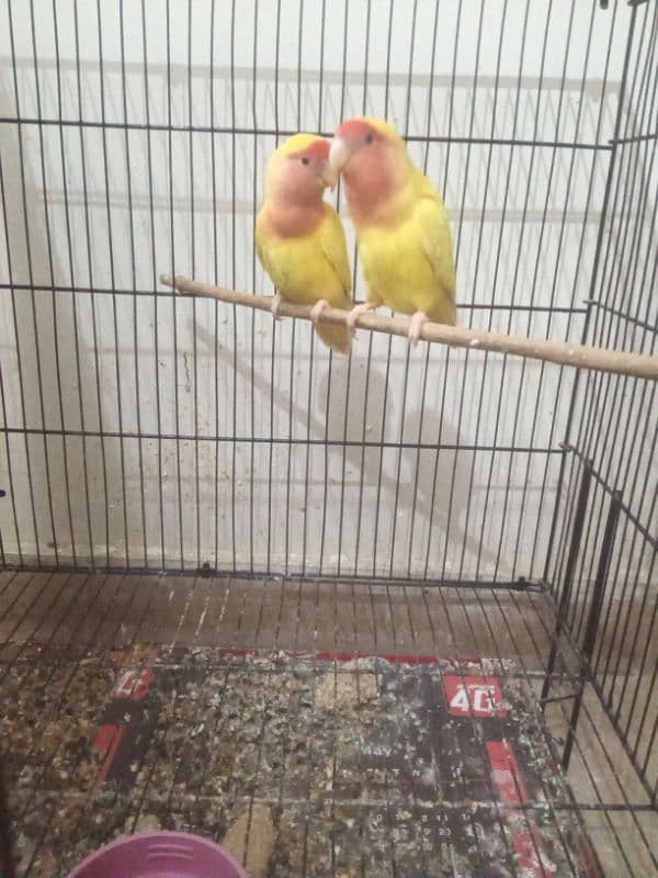 Lovebirds 4