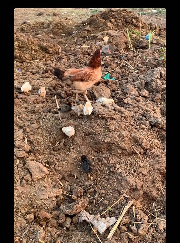 Aseel Chicks | Aseel Murgi | Desi Chicks | Hen for sale 1