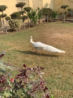 White Male Peacock For Sale