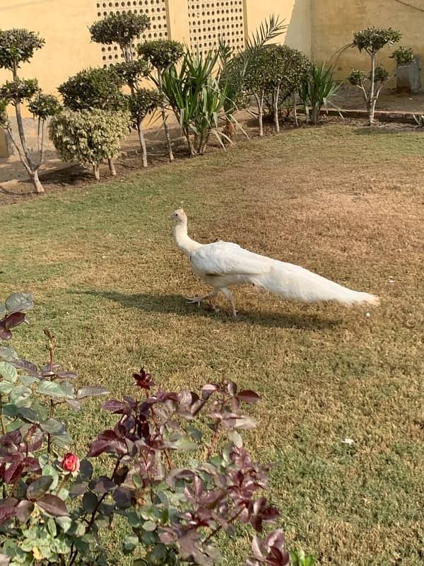 White Male Peacock For Sale 0