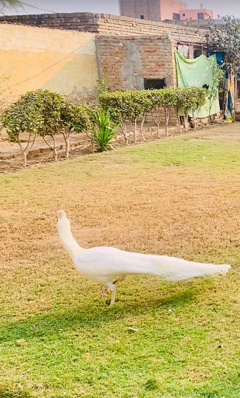 White Male Peacock For Sale 1