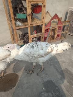 Turkey birds female Hain