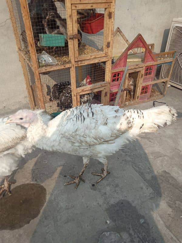 Turkey birds female Hain 0