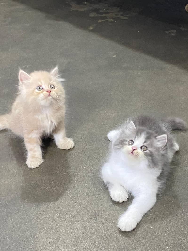 CASH ON DELIVERY( cute Bicolor pure breed kittens for sale healthy 1