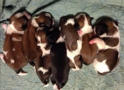 Shih Tzu Highly Pedigreed puppies available