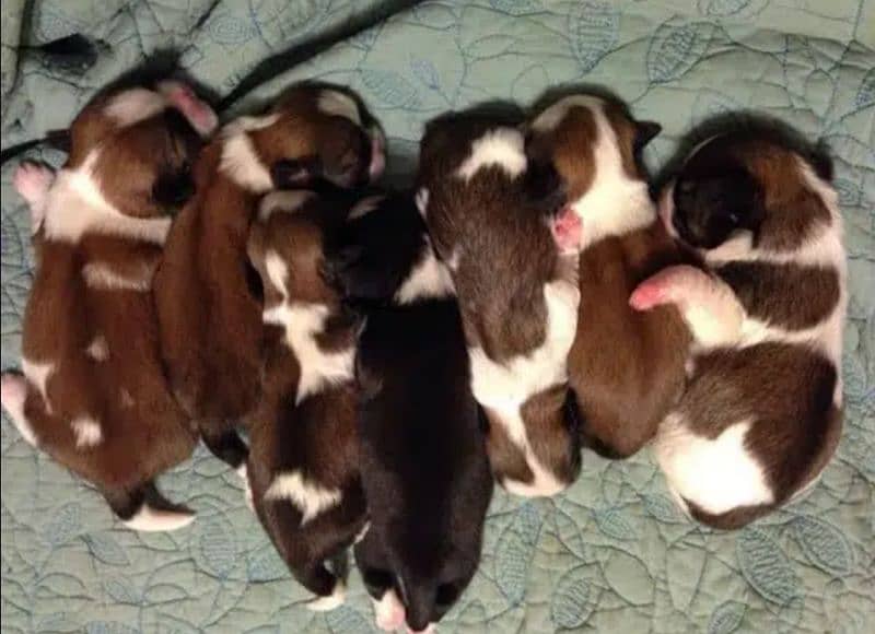 Shih Tzu Highly Pedigreed puppies available 0