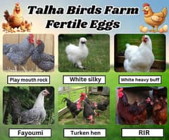 Fayoumi |RIR | white silky | Play mouth rock fertile eggs available