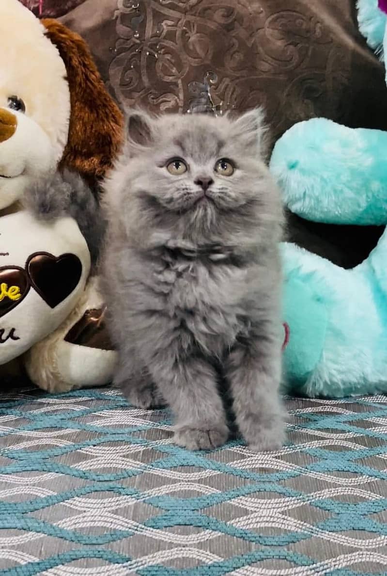 cute charcoal grey kittens white triple coat healthy kittens. COD 2