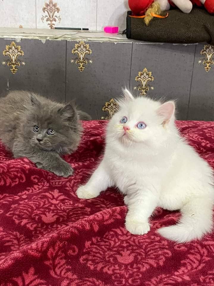 cute charcoal grey kittens white triple coat healthy kittens. COD 3