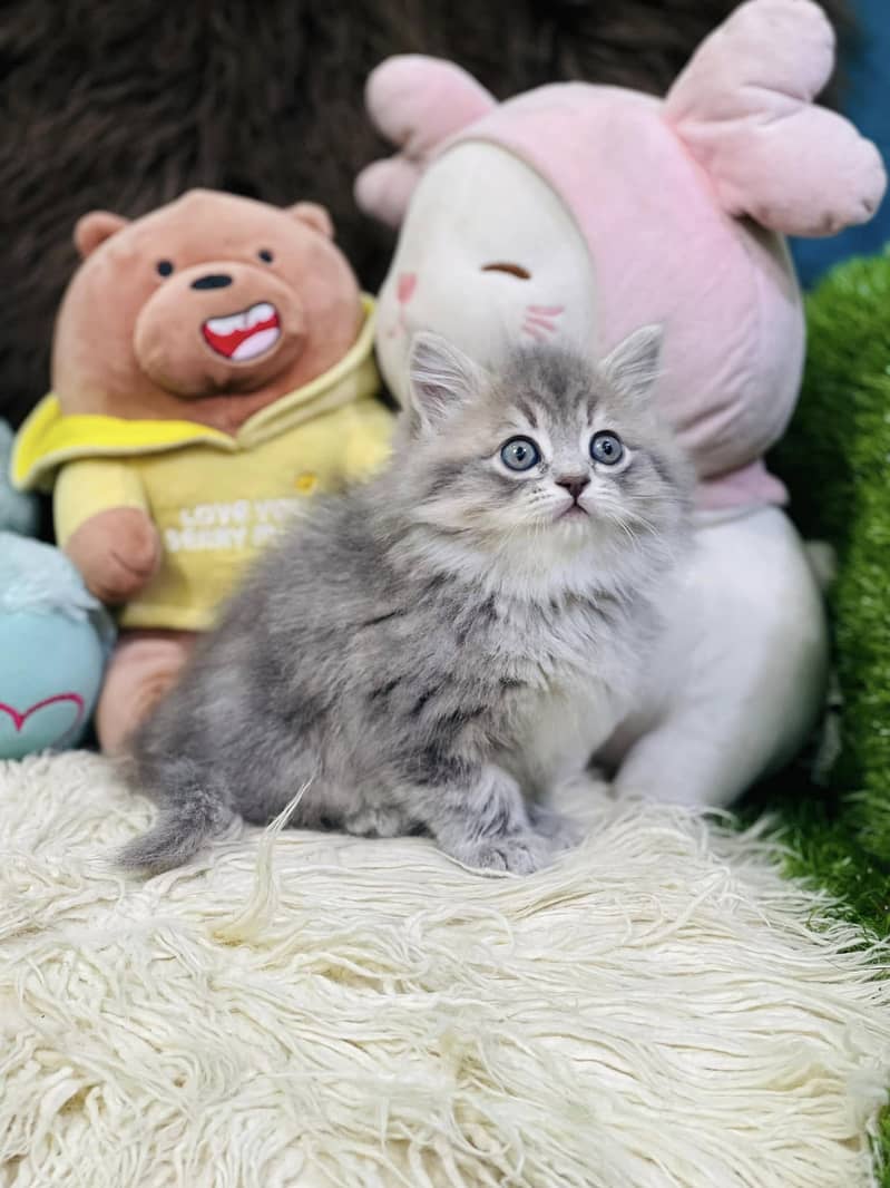 cute charcoal grey kittens white triple coat healthy kittens. COD 7