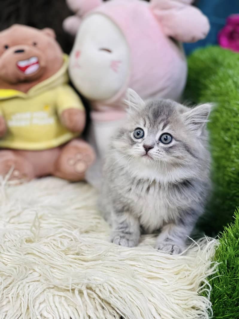 cute charcoal grey kittens white triple coat healthy kittens. COD 11