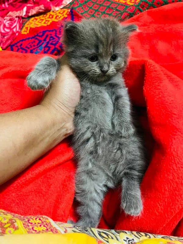 Persian cat vaccination clear  03484580261 for urgent sale 0