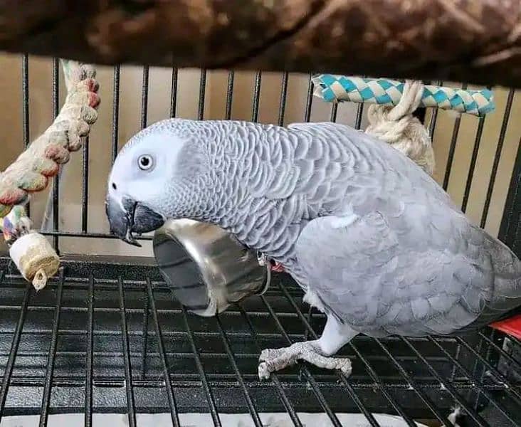 African grey parrot for sale urgent 03086827902 0