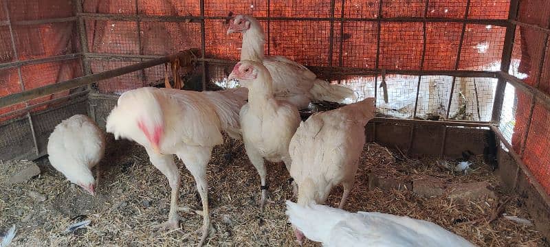 amroha Heera lassni old blood line eggs or chick's available 6