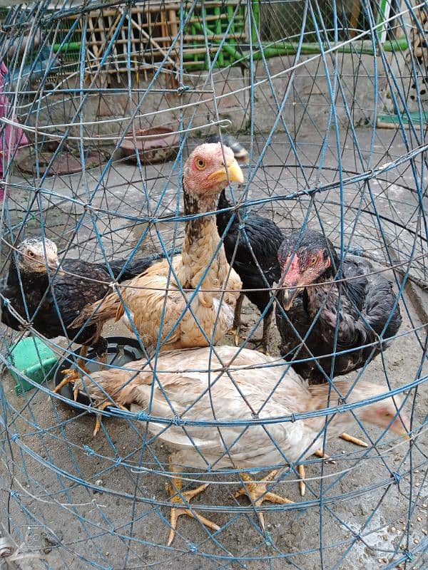 Aseel Hens For Sale 0