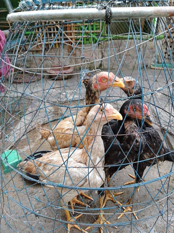 Aseel Hens For Sale 1