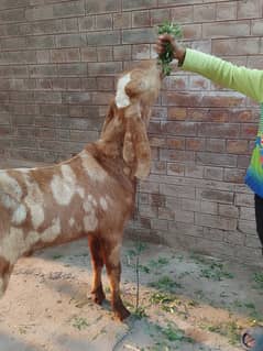 Goats | Shera Print Goat | Desi Goat | Nagra Goat | Goat For Sale