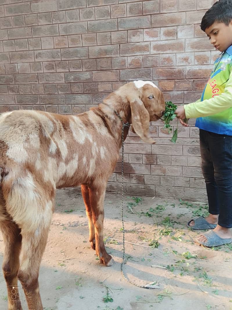 Goats | Shera Print Goat | Desi Goat | Nagra Goat | Goat For Sale 1