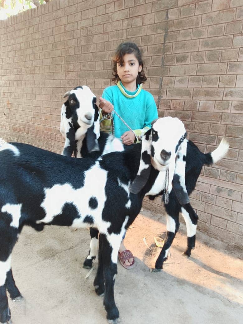 Goats | Shera Print Goat | Desi Goat | Nagra Goat | Goat For Sale 3