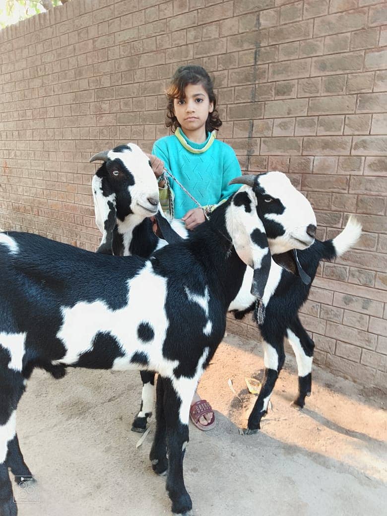 Goats | Shera Print Goat | Desi Goat | Nagra Goat | Goat For Sale 4