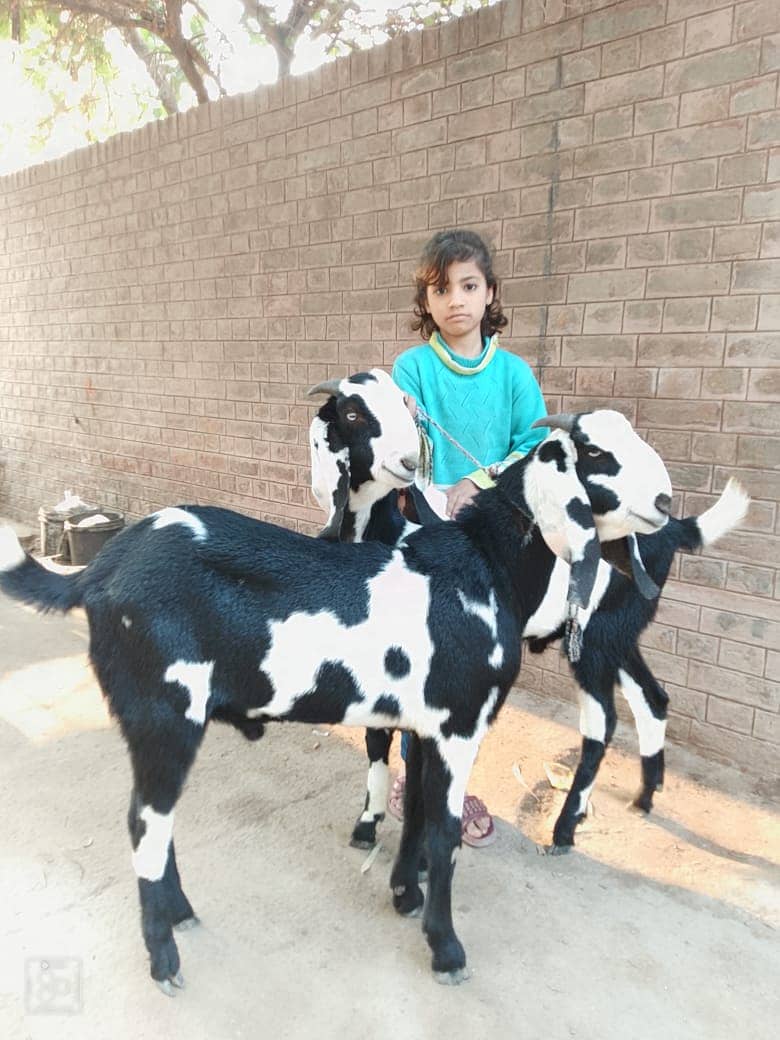 Goats | Shera Print Goat | Desi Goat | Nagra Goat | Goat For Sale 5