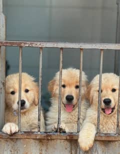 Golden Retriever Puppy