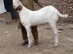 dase beetal bakra