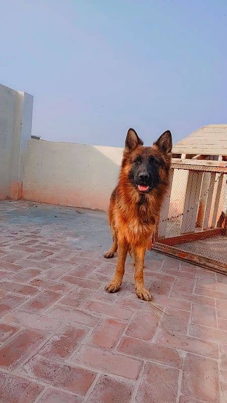 11 month german shephred male long coat 0