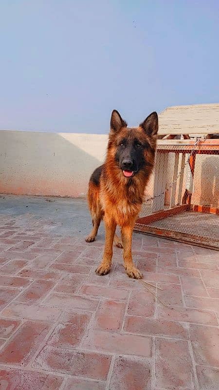 11 month german shephred male long coat 1