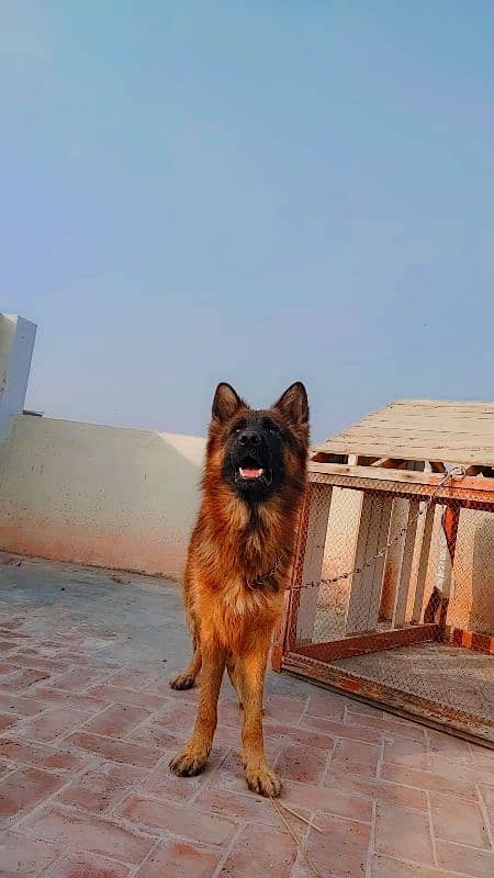 11 month german shephred male long coat 2