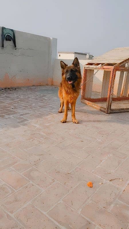 11 month german shephred male long coat 3