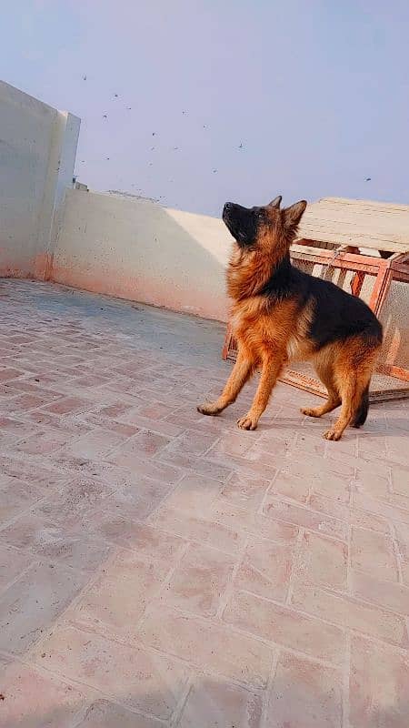 11 month german shephred male long coat 4