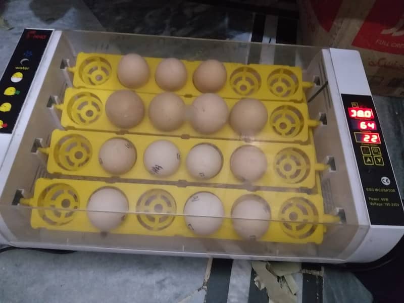 24-Eggs Full automatic incubator available for sele 3