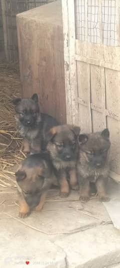 wolf shepherd puppies for sale