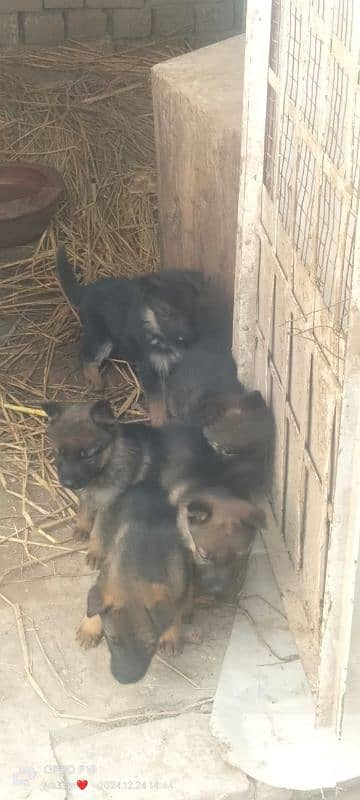 wolf shepherd puppies for sale 1